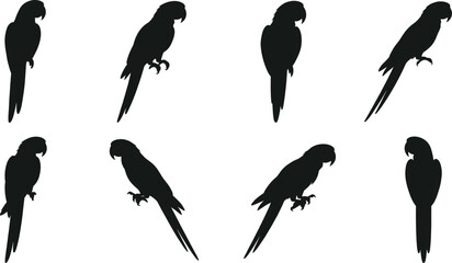 Parrot silhouette set tropical macaw bird vector isolated on white background exotic wildlife animal jungle nature summer collection parrot perching bird illustration © JONI