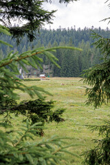 Obraz premium Alpine Meadow View with Distant Forest and Adventure Park