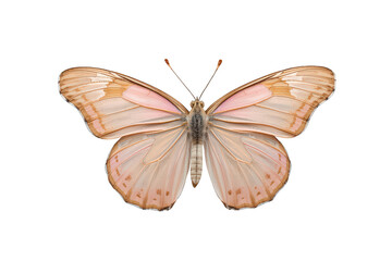 Fototapeta premium Butterfly with pink and brown textured wings, resting with wings spread open, showing delicate patterns on a transparent background