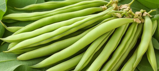 Vibrant Garden Fresh Produce Display Featuring Assorted Herbs, Beans, and Fresh Green Vegetables