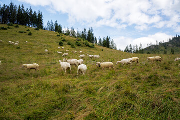 White Sheep Herd Grazing on Steep Mountain Slope