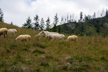 Obraz premium Close Up of Horned Sheep in Alpine Pasture