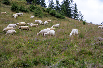 Fototapeta premium White Sheep Grazing Near Coniferous Mountain Forest