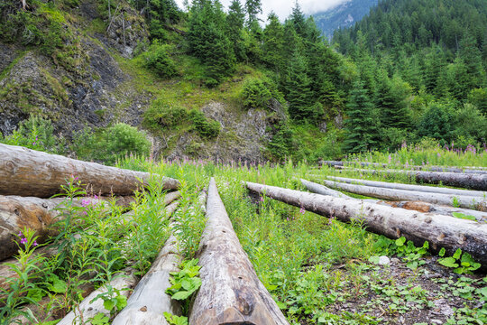 Close Up View of Logs in Alpine Forest