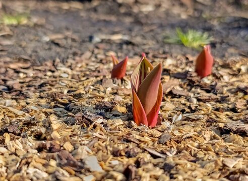 Decorative striped leaves of Julius Caesar tulip, spring awakening in the garden