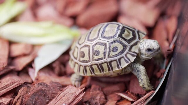 Closeup video of a Leopard Tortoise (Stigmochelys pardalis) exploring its surroundings