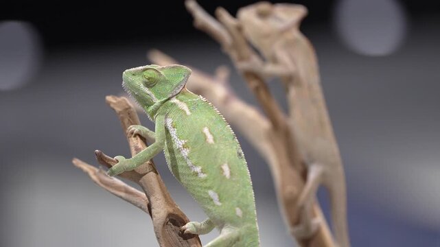 Video of a Green Veiled Chameleon (chamaeleo calyptratus) standing on a bare branch