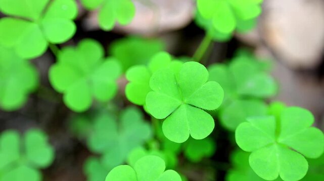 Slow Motion Shot of Shamrock patch growing in the forest with a four leaf clover in focus during a sunny day at 180 fps High quality footage