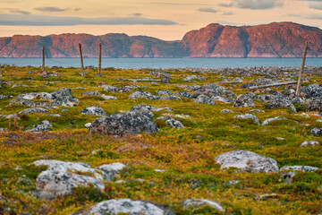 the coast of the Barents Sea at sunset, the rocky shore with colourful arctic carpet of moss, yagel, Tundra at autumn, Russia, Murmansk region © Vladimir Drozdin