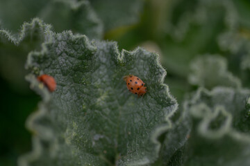 Obraz premium Red ladybugs walking on fuzzy green leaf surface, insects on textured plant leaf with soft natural background.
