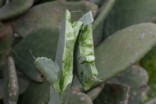 Broken prickly pear cactus pad revealing moist green interior pulp and fibrous structure, damaged Opuntia cladode with visible plant tissue surrounded by other cactus pads.