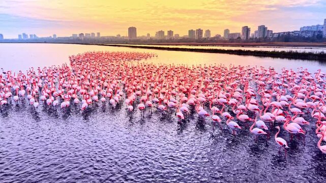 Dense group of pink flamingos walking through salt lake during golden hour with city buildings on the horizon. Close up aerial view of flamingo colony in pink water.