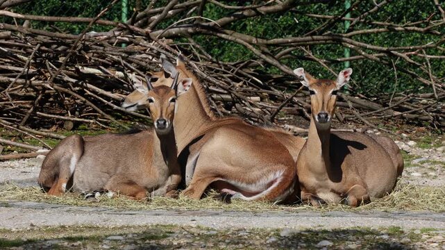 The nilgai or blue cow. Boselaphus tragocamelus is the largest Asian antelope and is endemic to the Indian subcontinent.