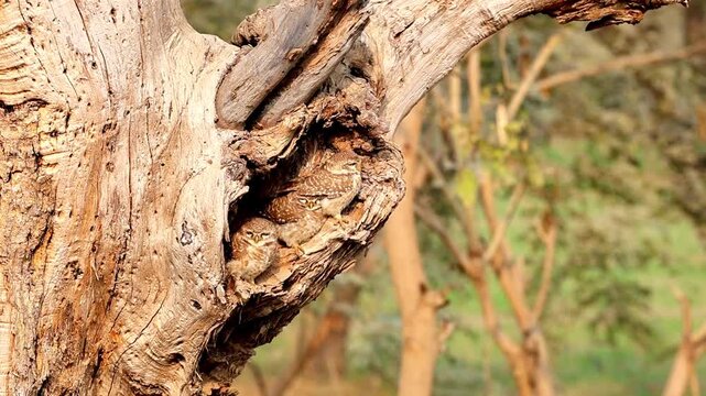 Slow Motion Shot of Spotted owlet family sheltering in a hollow tree trunk during a sunny day with soft, diffused light in their natural habitat at 180 fps High quality footage