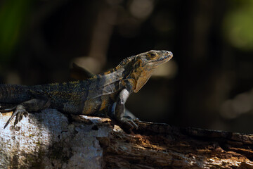 Ctenosaura similis, commonly known as the black iguana or black spiny-tailed iguana, large male sitting in a tree branch with a green background.