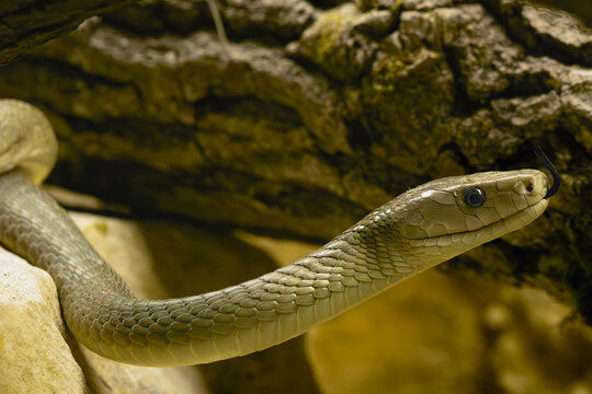Black mamba (Dendroaspis polylepis), a large mamba with its tongue sticking out in a terrarium.