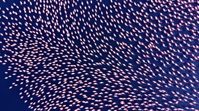 Top down view of pink flamingos creating a curved formation while wading in dark blue shallow water. Overhead shot of flamingo flock pattern in water.