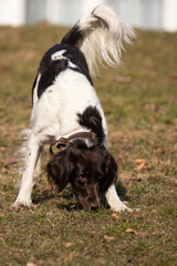 Active Munsterlander Dog Running and Playing Outdoors in  Park