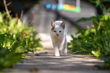 White cat walking gracefully across a surface, showcasing elegant movement, curiosity, and the natural poise of a domestic feline in motion. © Daniel