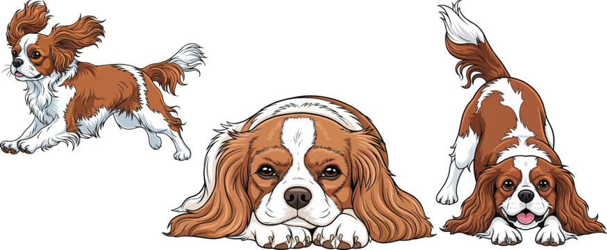 Cavalier King Charles Spaniel dog lying down play bow running pose set