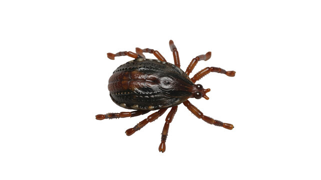 Tick parasite isolated on transparent background macro close up