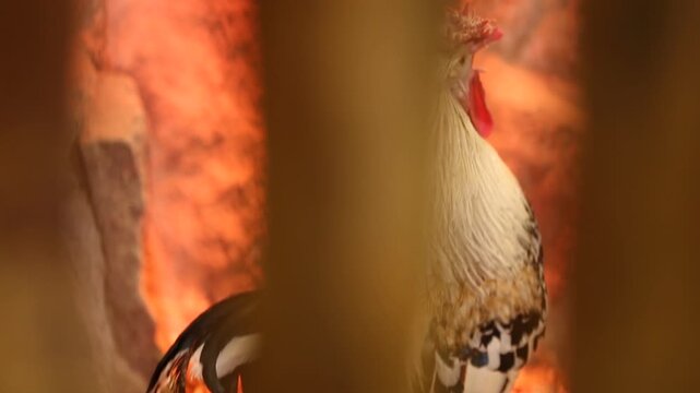 A majestic rooster with a bright red comb and golden neck feathers stands alert on a bed of dry straw inside a rustic farm barn or chicken coop.

