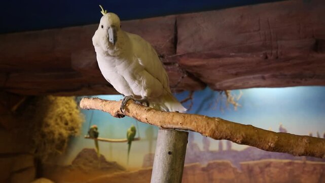 A beautiful white cockatoo with a yellow crest is calmly perched on a wooden branch in an enclosure looking around curiously against a painted desert landscape background setting.

