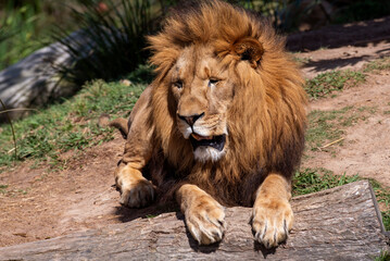 Fototapeta premium African Lion (Panthera Leo)
