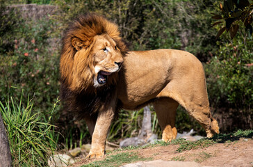 Obraz premium African Lion (Panthera Leo)
