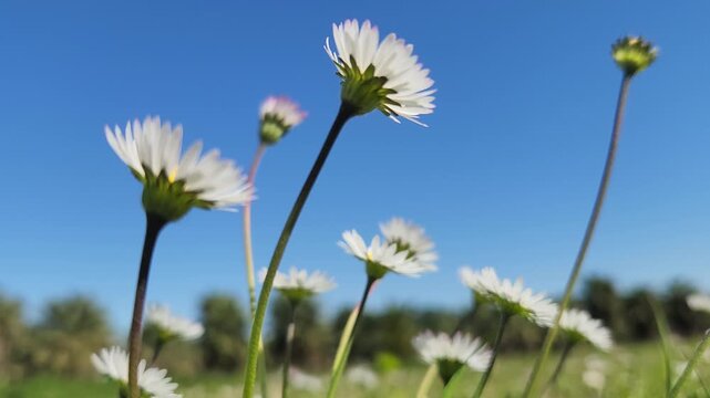 Joyful cluster of Bellis perennis (English daisy) blooming in a lush green lawn, symbolizing the cheerful arrival of spring with its white and pink-tipped petals