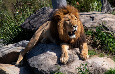 Fototapeta premium African Lion (Panthera Leo)