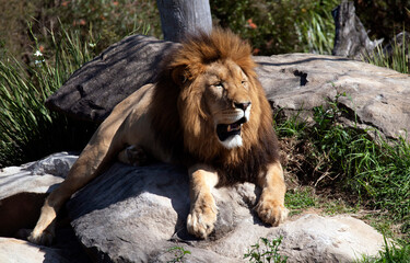 Obraz premium African Lion (Panthera Leo)
