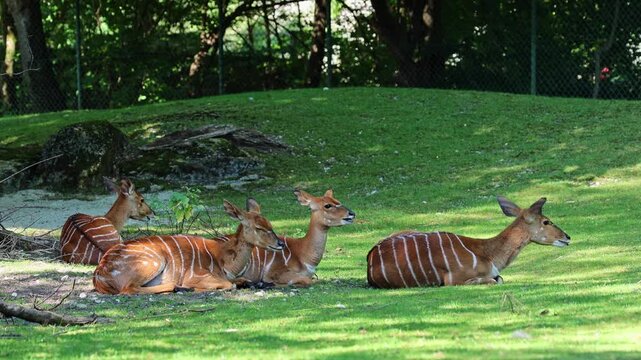 The nyala, Tragelaphus angasii is a spiral-horned antelope native to Southern Africa. It is a species of the family Bovidae and genus Nyala, also considered to be in the genus Tragelaphus. 