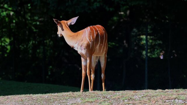 The nyala, Tragelaphus angasii is a spiral-horned antelope native to Southern Africa. It is a species of the family Bovidae and genus Nyala, also considered to be in the genus Tragelaphus. 