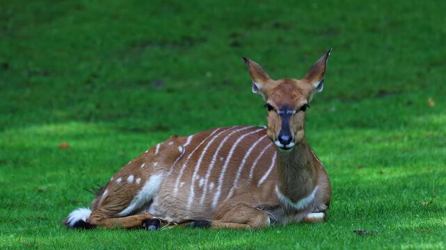 The nyala, Tragelaphus angasii is a spiral-horned antelope native to Southern Africa. It is a species of the family Bovidae and genus Nyala, also considered to be in the genus Tragelaphus. 