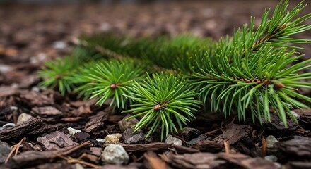Naklejka premium Close-up of vibrant green fir branch resting on textured brown mulch