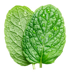 Obraz premium Two leaves of garden mint with water drops isolated on a white background. A popular ingredient in many food production processes. Clipping path.