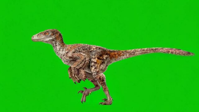 Dromeosaur walking ,isolated on green background,