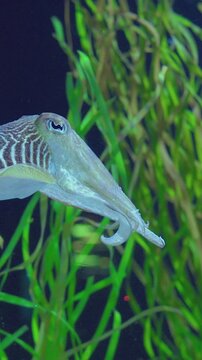 Striped cuttlefish hunting among tangled kelp, camouflage patterns flash as it extends tentacles and darts toward unseen prey, narrow beak and focused eye capture predatory intent, vibrant green