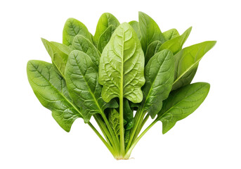 Fresh spinach leaves isolated on transparent background for salads and healthy eating