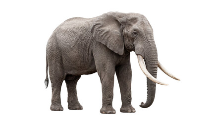 Obraz premium Majestic African elephant with large tusks standing gracefully, isolated on transparent background, powerful wildlife animal PNG