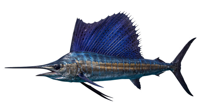 Magnificent Atlantic sailfish with vibrant blue dorsal fin and distinctive bill, isolated on transparent background, a powerful marine predator PNG