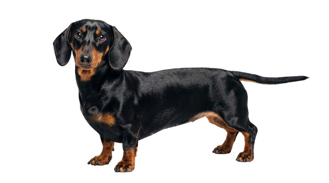 Charming black and tan dachshund dog standing alertly, looking forward, isolated PNG on transparent background, ideal for pet-themed projects