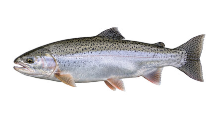 Vibrant rainbow trout, a freshwater fish with iridescent scales and dark spots, isolated on transparent background, perfect for fishing and aquatic designs