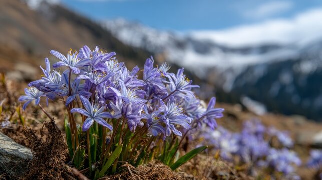 Lilac alpine squill flowers bloom in the mountains.