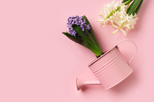 Spring, gardening and horticulter concept with hyacinths, tools and watering can on pink background, top view