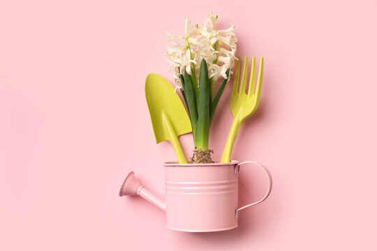 Spring, gardening and horticulter concept with hyacinths, tools and watering can on pink background, top view