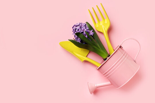 Spring, gardening and horticulter concept with hyacinths, tools and watering can on pink background, top view