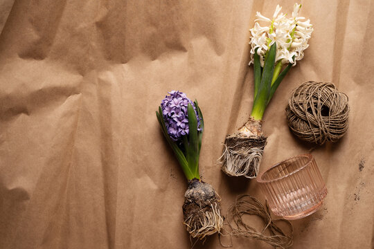 Spring, gardening and growth concept with hyacinth with roots and tools on brown craft paper background