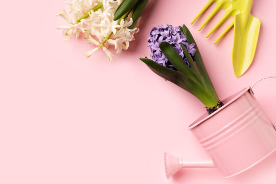 Spring, gardening and horticulter concept with hyacinths, tools and watering can on pink background, top view